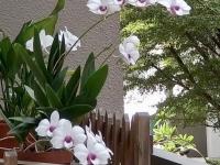Orchid Flowers in Yellow Pot Original Oil Painting - Beautiful Floral Artwork in Soft Purple Hues - Contemporary Impressionist Style